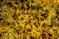 Detail of a macro shot on a fresh tree moss Royalty Free Stock Photo
