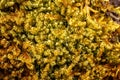Detail of a macro shot on a fresh tree moss Royalty Free Stock Photo