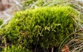 Detail of a macro shot on a fresh tree moss Royalty Free Stock Photo