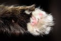 Detail macro shot of soft Cat paws black background