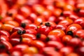 Detail macro view of dog rose hips latin name Fructus cynosbati prepared for drying. Dried rose hips are important source of