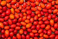 Detail macro view of dog rose hips latin name Fructus cynosbati prepared for drying. Dried rose hips are important source of