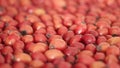 Detail macro view of dog rose hips latin name Fructus cynosbati prepared for drying. Dried rose hips are important source of