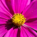 detail of a magnificent magenta colored cosmea blossom