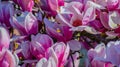 detail of magnolia in bloom, more than 80 species of magnolias exist.