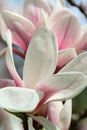 Detail magnolia blossom Royalty Free Stock Photo