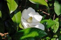 Detail of magnolia grandiflora flower Royalty Free Stock Photo