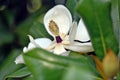 Detail of magnolia grandiflora flower Royalty Free Stock Photo
