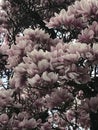 Pink full blossom magnolia in spring