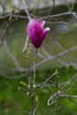 Detail of magnolia x soulangeana flower in bright purple and white blooming in the spring sunshine on the green lawn Royalty Free Stock Photo