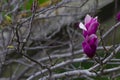 Detail of magnolia x soulangeana flower in bright purple and white blooming in the spring sunshine on the green lawn Royalty Free Stock Photo