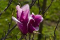 Detail of magnolia x soulangeana flower in bright purple and white blooming in the spring sunshine on the green lawn Royalty Free Stock Photo