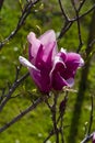 Detail of magnolia x soulangeana flower in bright purple and white blooming in the spring sunshine on the green lawn Royalty Free Stock Photo