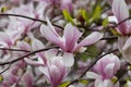 Detail of magnolie in Central Park New York city Royalty Free Stock Photo