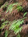 Detail of Maidenhair Fern Royalty Free Stock Photo