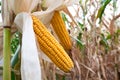 Detail of maize field