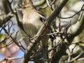 Majesty chaffinch with closed grey beak is sitting on bare branch.