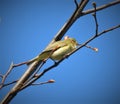 Majesty chaffinch with closed grey beak is sitting on thin and bare branch with buds.