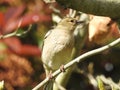 Majesty chaffinch with closed grey beak is sitting on thin and bare branch.