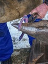 Detail of making new horseshoe in blacksmith workshop Royalty Free Stock Photo