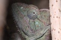 Malagasy giant chameleon