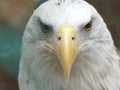 Bald Eagle Close Up of Face Royalty Free Stock Photo