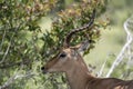 male Impala head and horns, Kruger park, South Africa