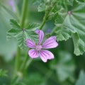 Malva sylvestris