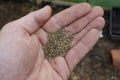 detail of man's hand holding carrot seeds for sowing in field Royalty Free Stock Photo