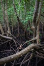 Mangrove forest in Jozani Chwaka bay National Park, Zanzibar Royalty Free Stock Photo