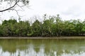 Mangrove forest beside sea near fisherman village