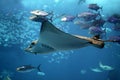 Detail of a manta ray swimming underwater Royalty Free Stock Photo