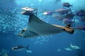 Detail of a manta ray swimming underwater