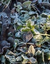 Detail of many different frozen and iced crisp leaves on the ground covered in frosted hoar frost a cold fresh winter Royalty Free Stock Photo