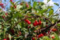 Detail of many fruit trees with green leaves twig and many red ripe tasty juicy dessert cherry berries growing in Royalty Free Stock Photo