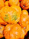Many Large Bright Halloween Pumkins in Shop