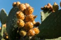 Detail of prickly pears in a prickly pear cactus Royalty Free Stock Photo