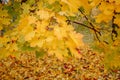 Detail of maple tree in park in autumn Royalty Free Stock Photo