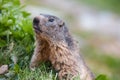 Detail of marmotte in grass, Switzerland Alps Royalty Free Stock Photo