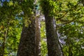 Kauri tree in a forest in New Zealand Royalty Free Stock Photo