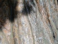 Detail, massive trunk of Sequoia tree Royalty Free Stock Photo