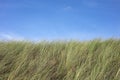 Detail of meadow and blue sky with copy space at the beach in Bergen, Netherlands