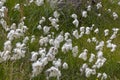 Detail of a meadow with cottongrass. Eriophorum cottongrass, cotton-grass or cottonsedge is a genus of flowering plants Royalty Free Stock Photo