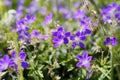 Purple bloom of flowering plant Geranium palustre in summer