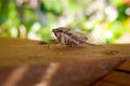 Detail of a Mediterranean cicada, Cicadidae, with unfocused background