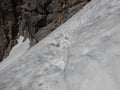 Detail of a melting snow in a crevasse