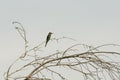 detail of Merops apiaster