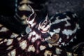 Detail of Mimic Octopus in Lembeh Strait