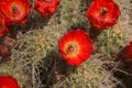 Detail Mojave Mound Cactus Echinocereus triglochidiatus Royalty Free Stock Photo