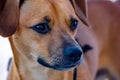 Detail of mongrel dog, the portrait of the face, brown unspecified breed do Royalty Free Stock Photo